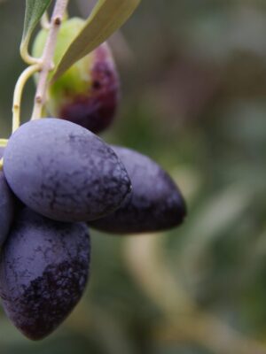 Organic Olives