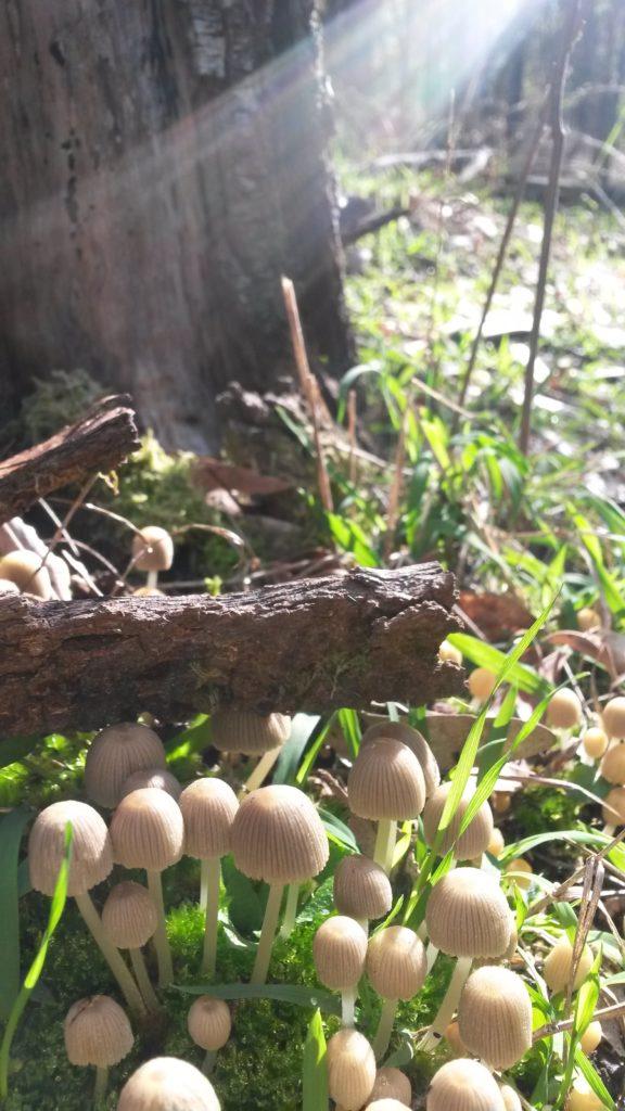2 Forest mushrooms