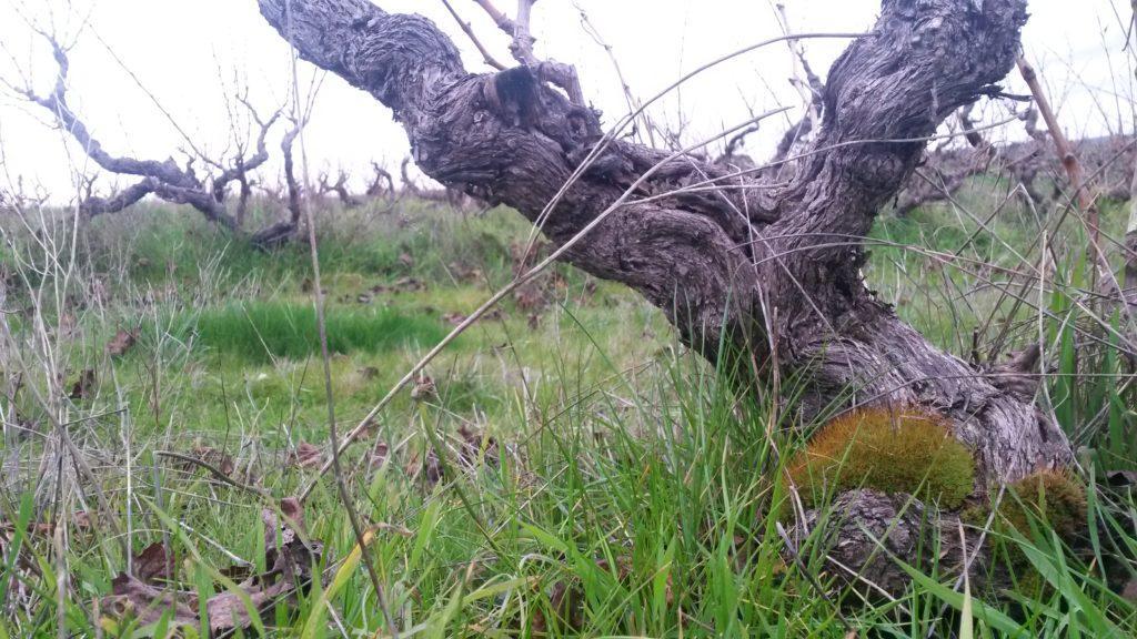 9 Yangarra old vine