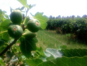 figs