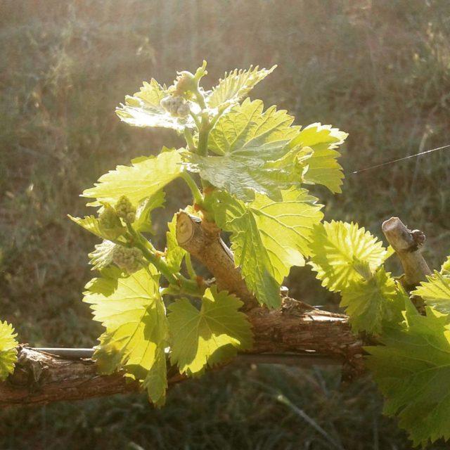 Good morning grenache on my birthday The new vines gaininghellip