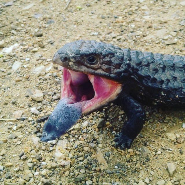 This old shinglebacklizard putting on a good show Was crossinghellip