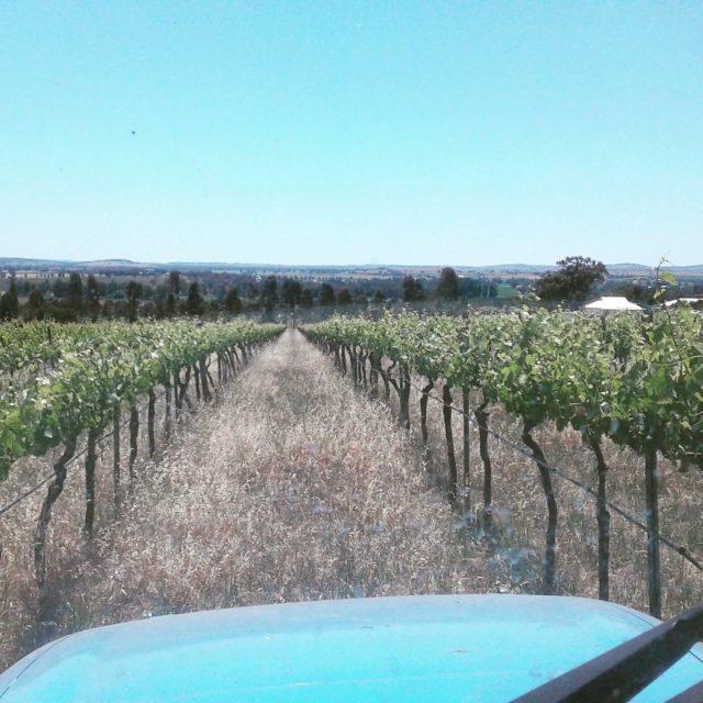 Tractor girl this week keeping those vines in top orderhellip