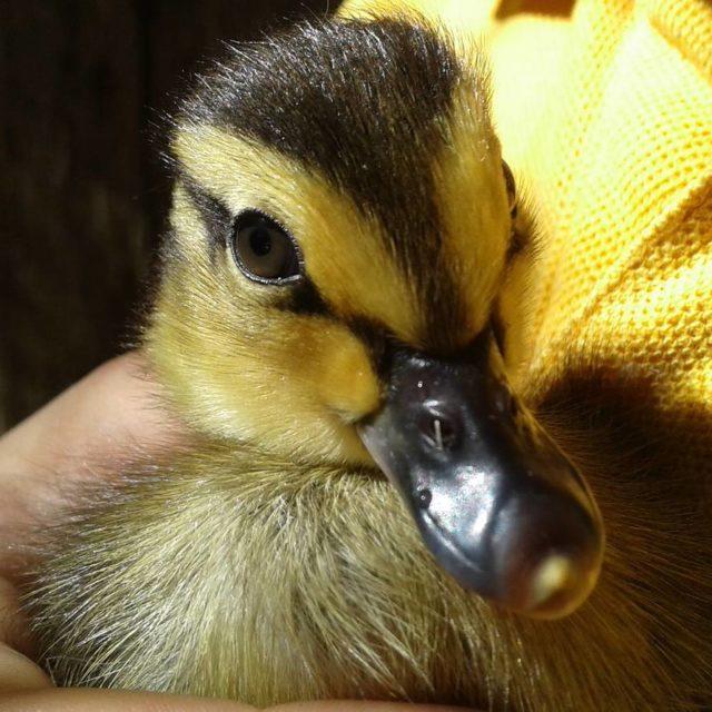 Cuteness 100  New batch of babies on the movehellip