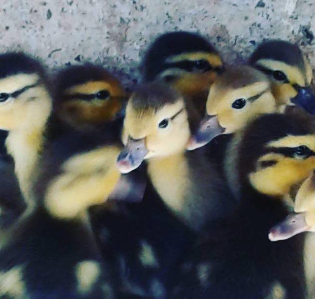 Look at those eyes 12 babies and a few morehellip