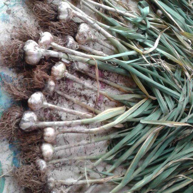 Garlic harvest super proud of our little crop rosnayorganic organicgarlichellip