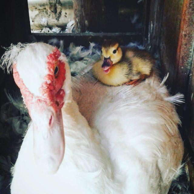 New little bundle of fluff Piggy Back Duckling  rosnayorganichellip