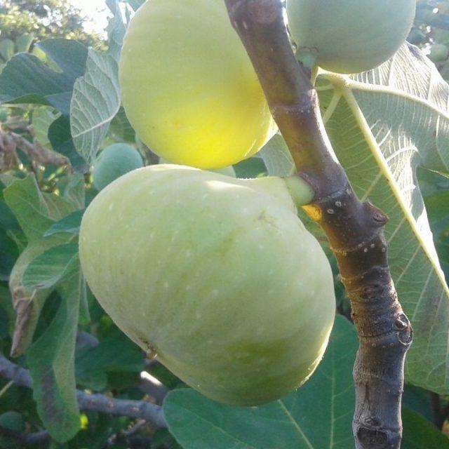 Our first figs of the season are now on theirhellip