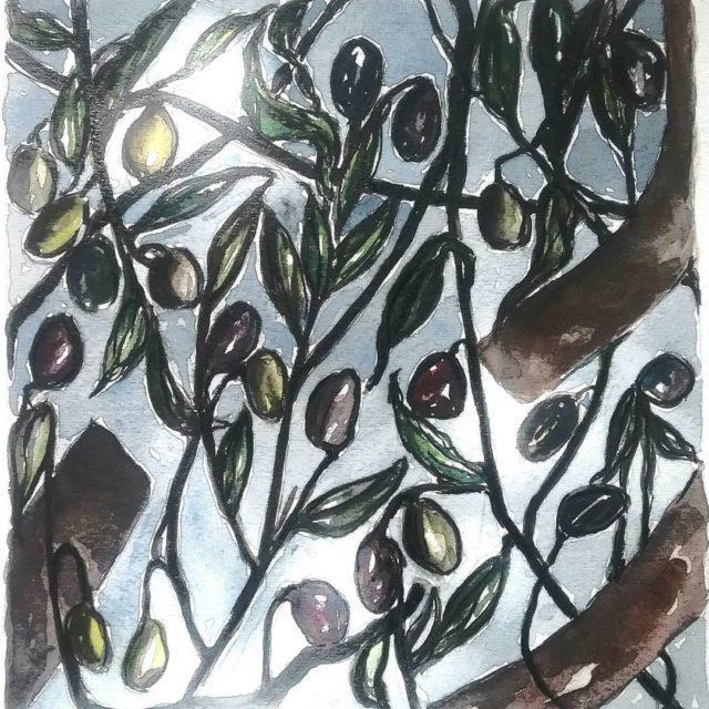 Grapeharvest is in full swing at the moment figs arehellip