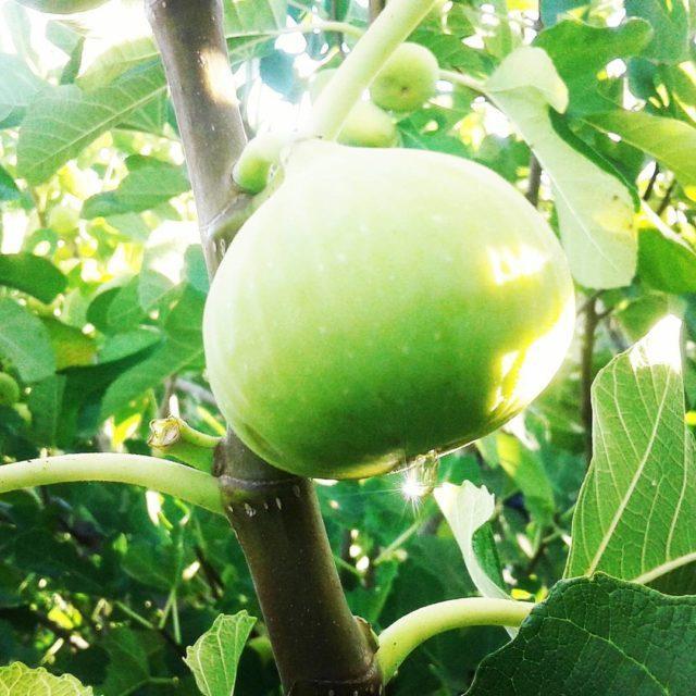 Monday Figgy Monday organicfigs rosnayorganic organicsdirect