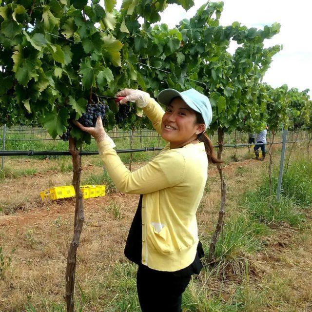 So careful and delicate Yukas Vermentino grape picking is ahellip