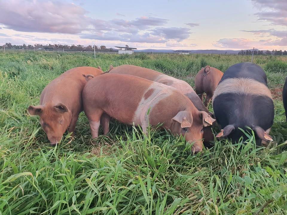 Refalo Pigs